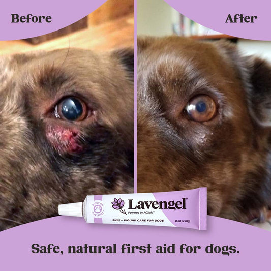 Background: before and after images of Lavengel treating abrasion under left eye of Australian Shepherd; Bottom: Lavengel tube above lavender arc that reads 'safe, natural first-aid for dogs'