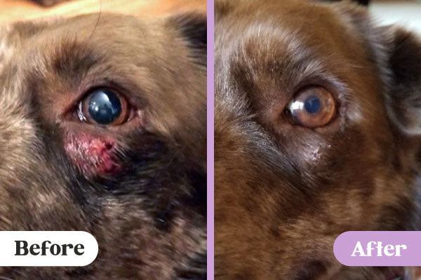 Before and after photos of Lavengel healing scrape wound under left eye of Australian Shepherd