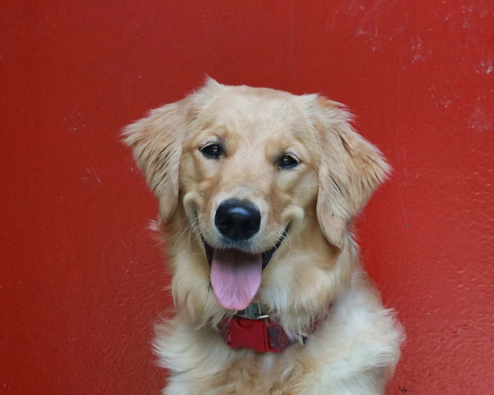 Golden retriever in front of solid red wall smiles at camera 