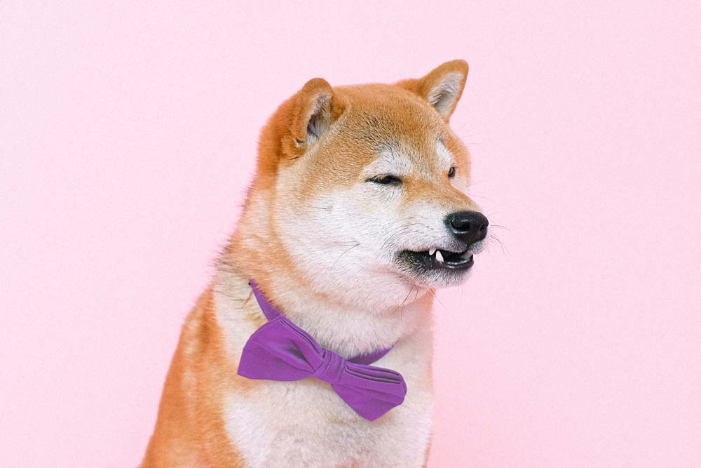 Shiba Inu dog wearing a purple bowtie growling at something to its left