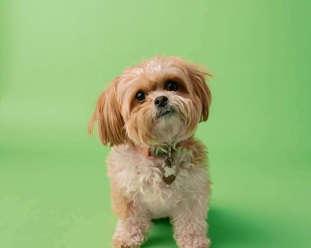Cute blonde Shih Tzu dog on lime green photo backdrop looks at camera