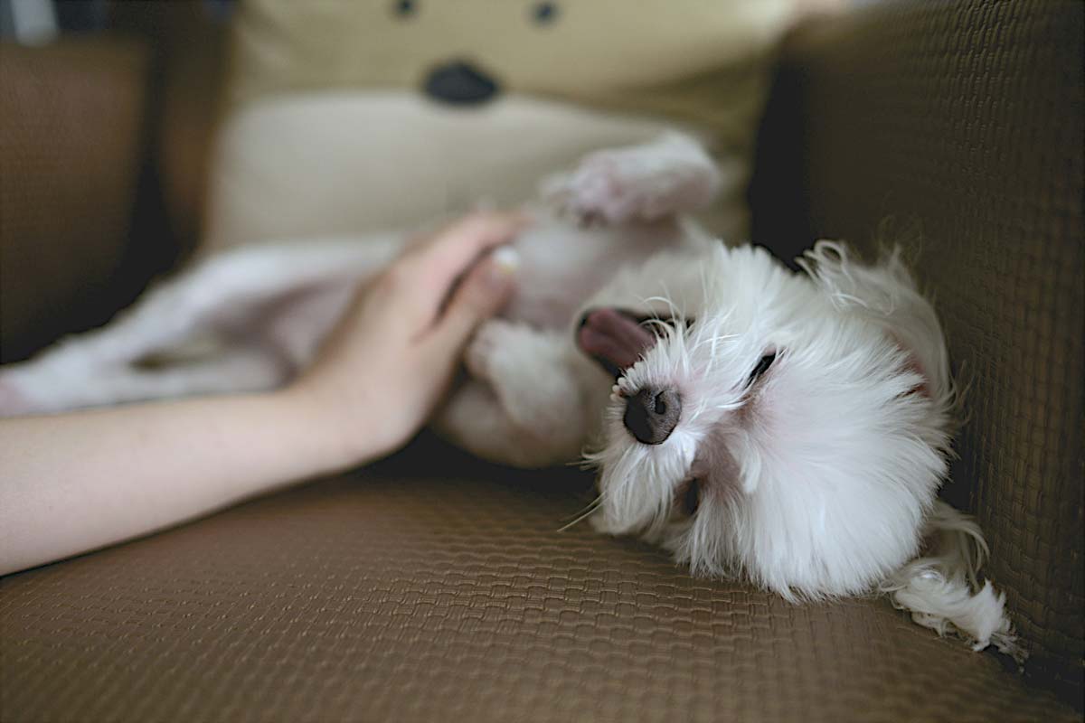 Person rubs belly of small white Maltese dog lying on couch