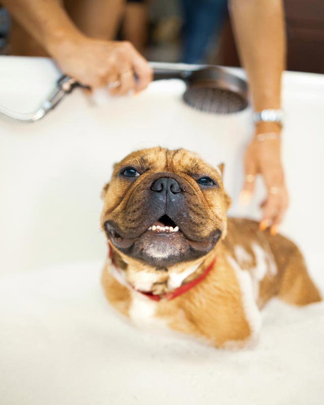 Person bathes a brown French bulldog with red collar in bathtub