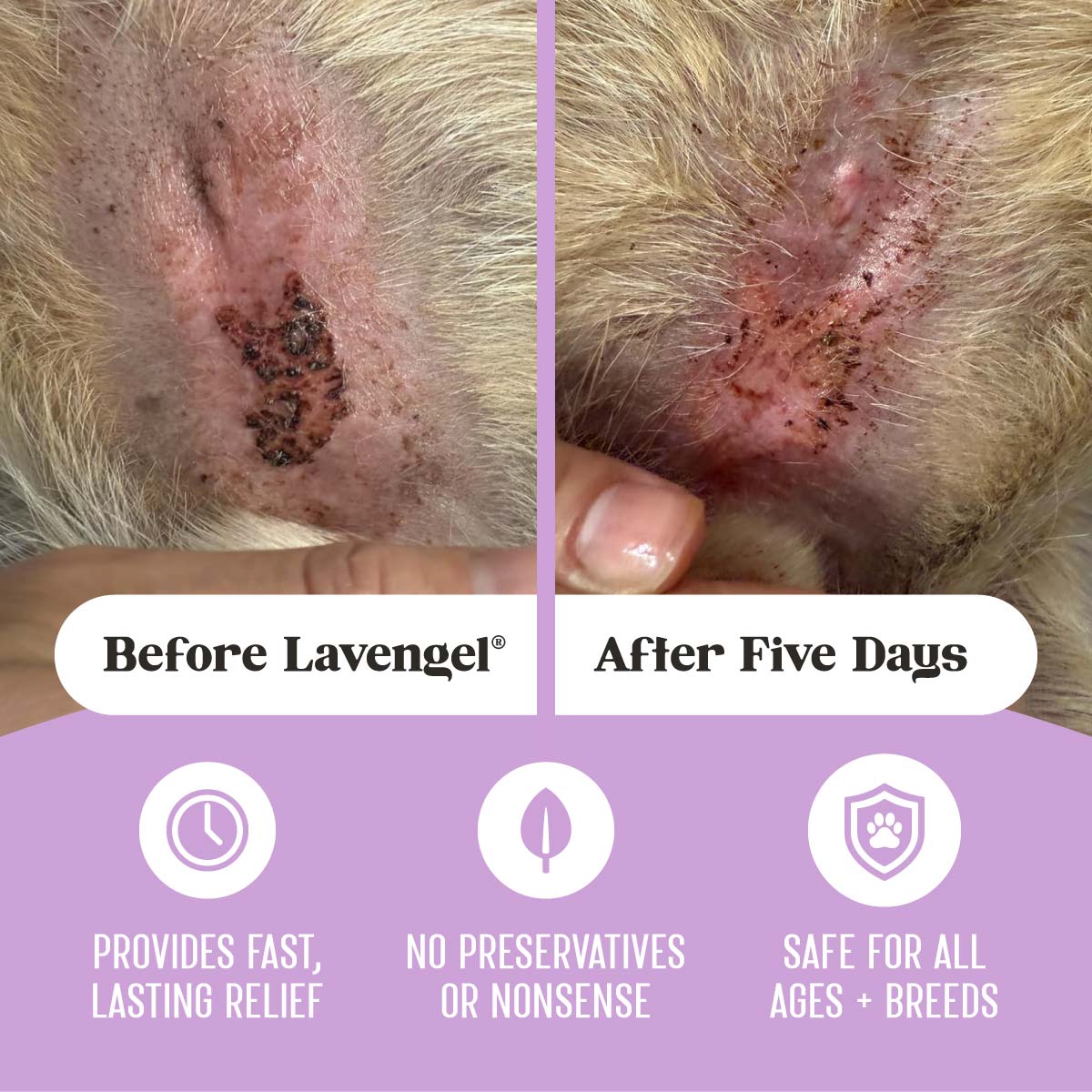 Top images: before and after comparison of hot spot dermatitis with black scabbing on a dog's belly treated with Lavengel® for 5 days; bottom: lavender arc with 3 icons describing 3 product benefits: "Provides fast, lasting relief, No preservatives or nonsense, safe for all ages and breeds"