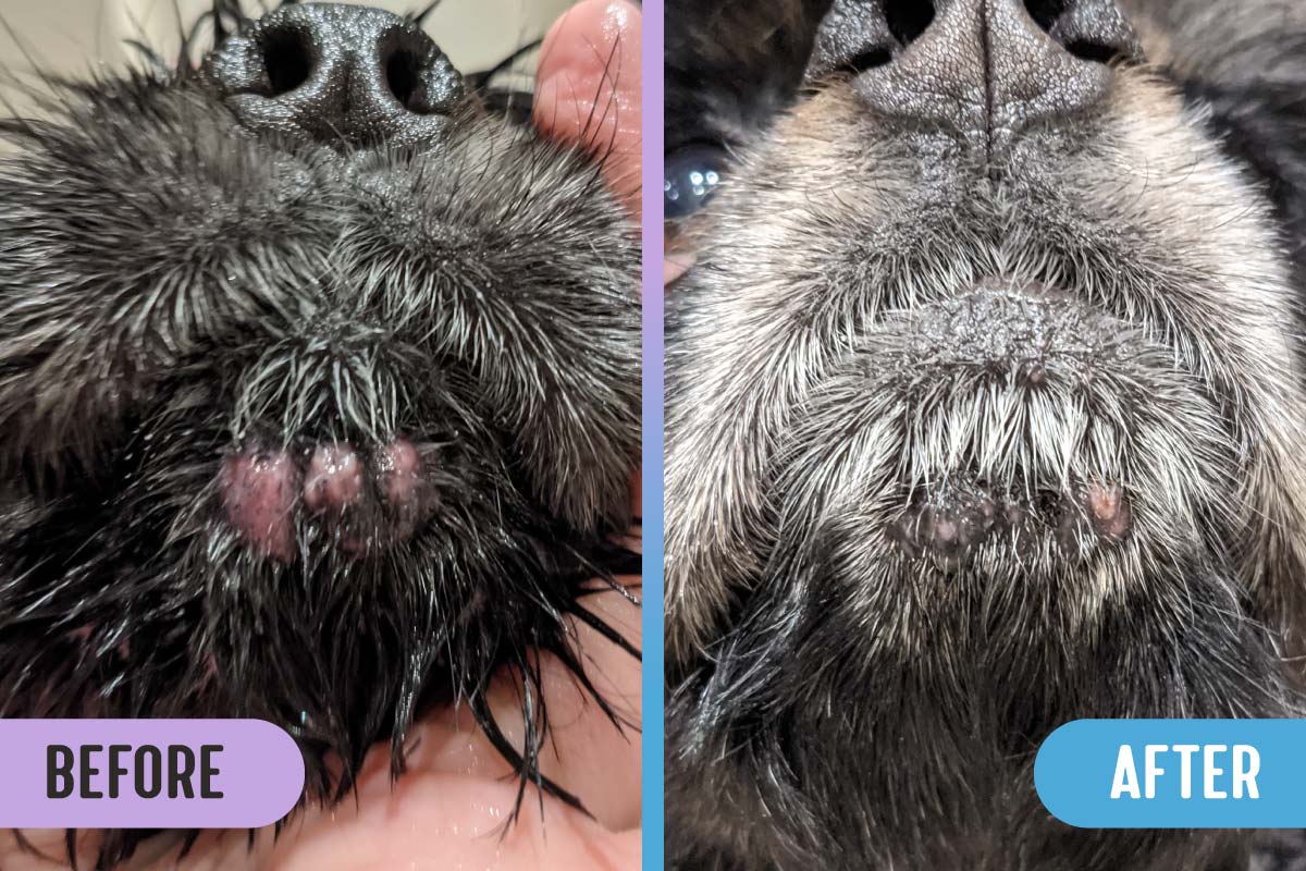 Before and after photos of pink warts on  a dog's chin; after treatment with RadiQuell Canine, the warts in the after photo appear smaller and less pink