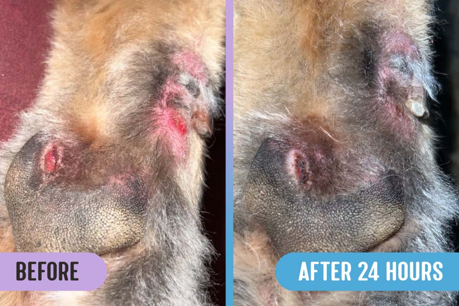 Before and after comparison of wounds on the bottom of a dog's foot near the central paw pad and dew claw; the right image shows improvement, scabbing, and less redness after 24 hours