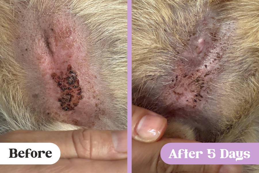 Before and after comparison of hot spot with black scabbing on a male dog's belly above the genitals vs no scabbing and less inflammation after treatment with Lavengel®