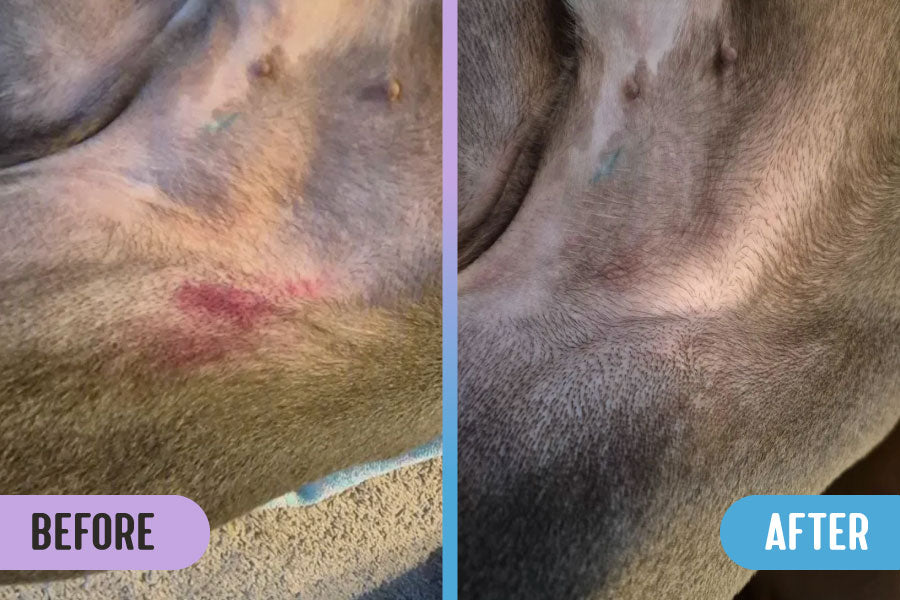 Before and after comparison of a dog's hip with visible redness from an allergic skin reaction on the left and healed skin on the right.