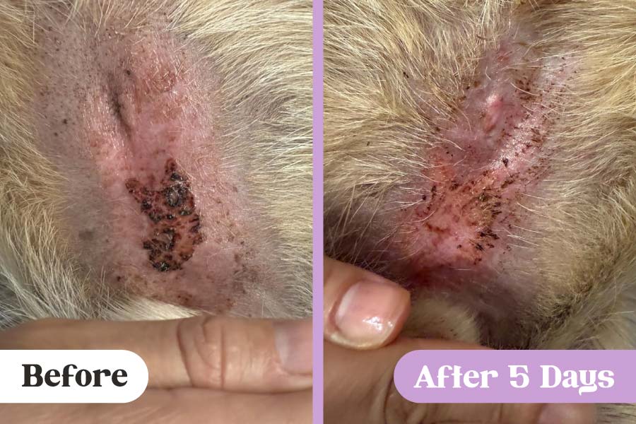 Before and after comparison of a hot spot (acute moist dermatitis) on a dog's belly near genitals after treatment with Lavengel