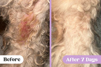 Canine Pyoderma + Bacterial Skin Infections: Photos, Info + Solutions ...