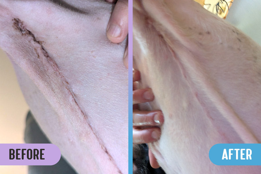 Before and after comparison of a large surgery scar on a pitbull's abdomen, with much healthier scarring and reduced scar tissue in the after image
