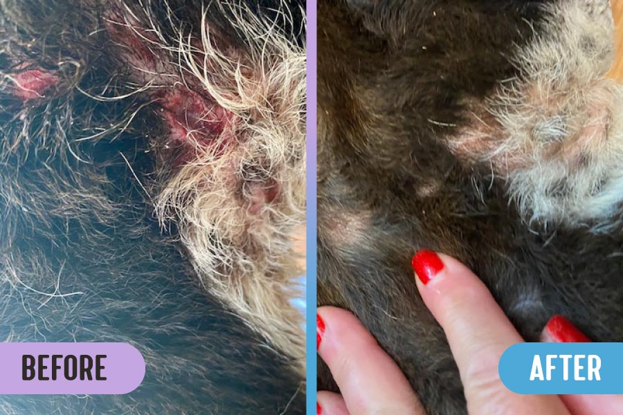 Before and after images of red prong collar puncture wounds on a dog's neck, with the same wounds healed after being treated with RadiQuell Canine