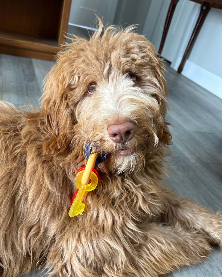 Brown Bernedoodle dog lies on gray floor looking at camera with colorful chew toy in mouth