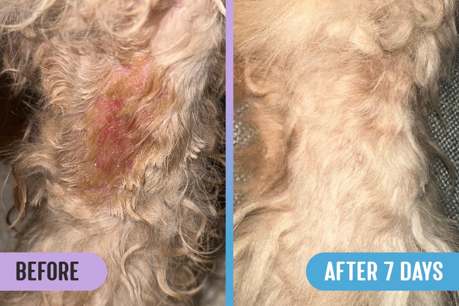 Before and after comparison of a moist hot spot with fur loss and chewed skin on a dog's foreleg; the after image shows healed skin and regrown fur after 7 days