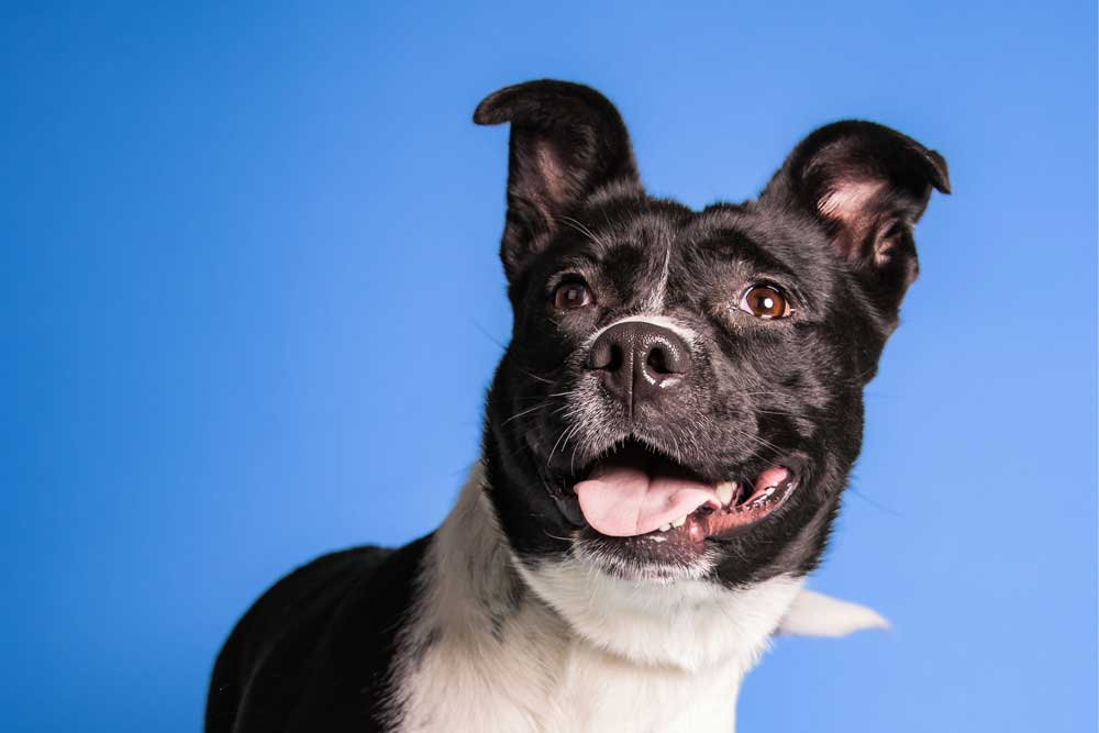 Happy black and white mutt on blue photo background