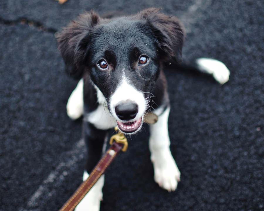 Young black and white dog sits on pavement looking up at camera