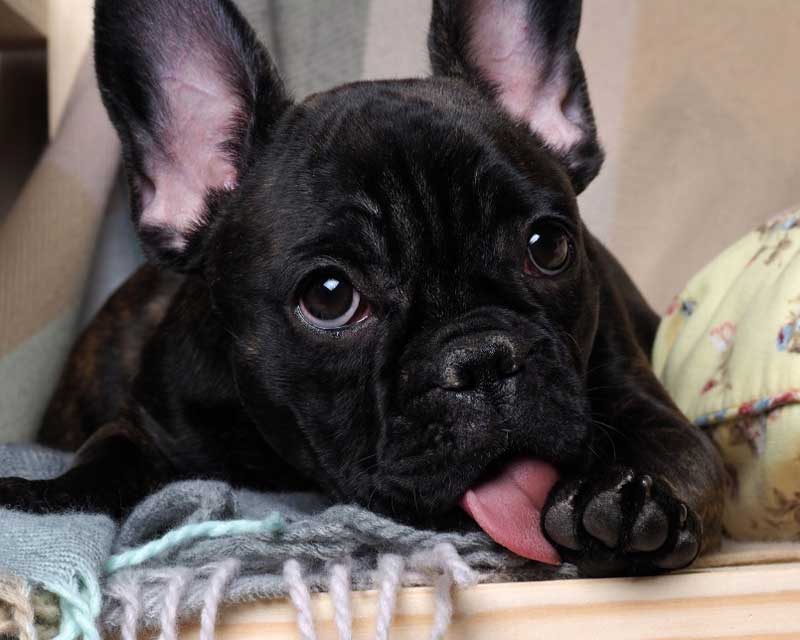 Black french bulldog lying on couch licks front left paw