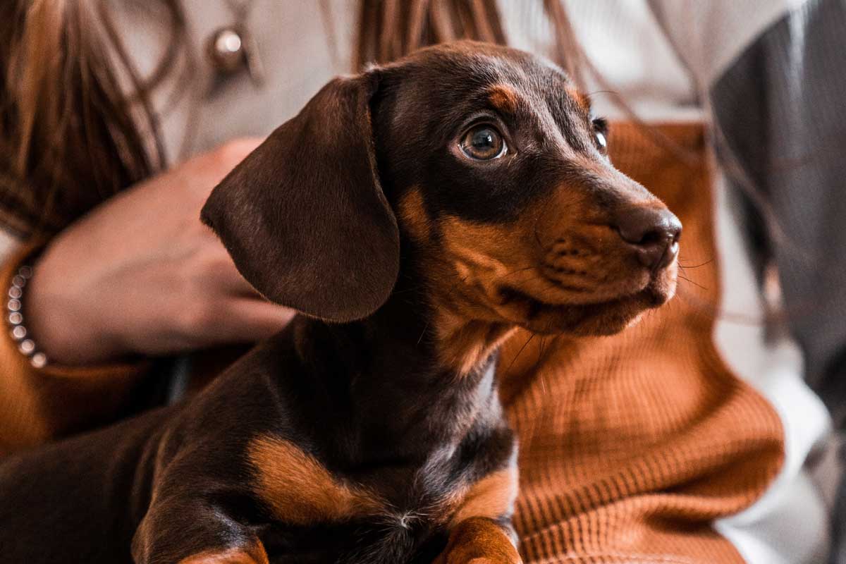 Adorable dachshund puppy lying on woman's lap looking up