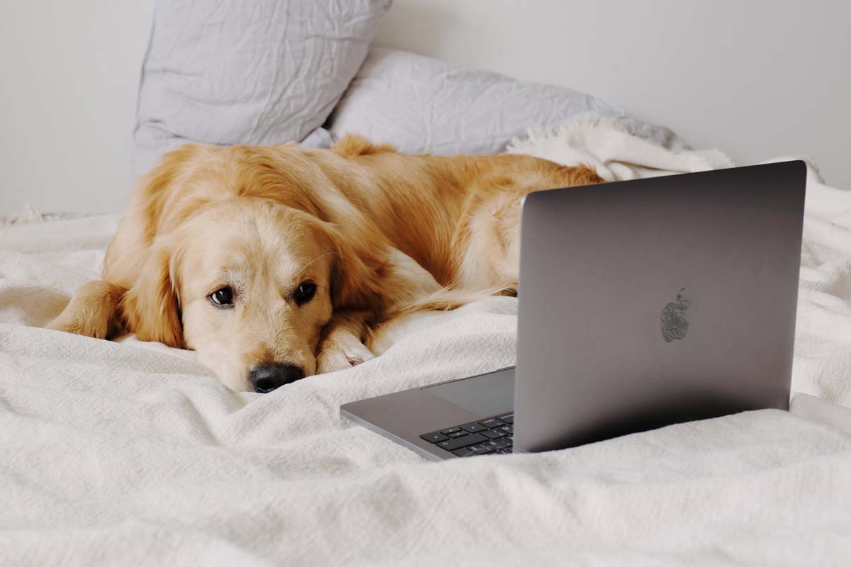 Golden Retriever lies on bed looking at open MacBook laptop