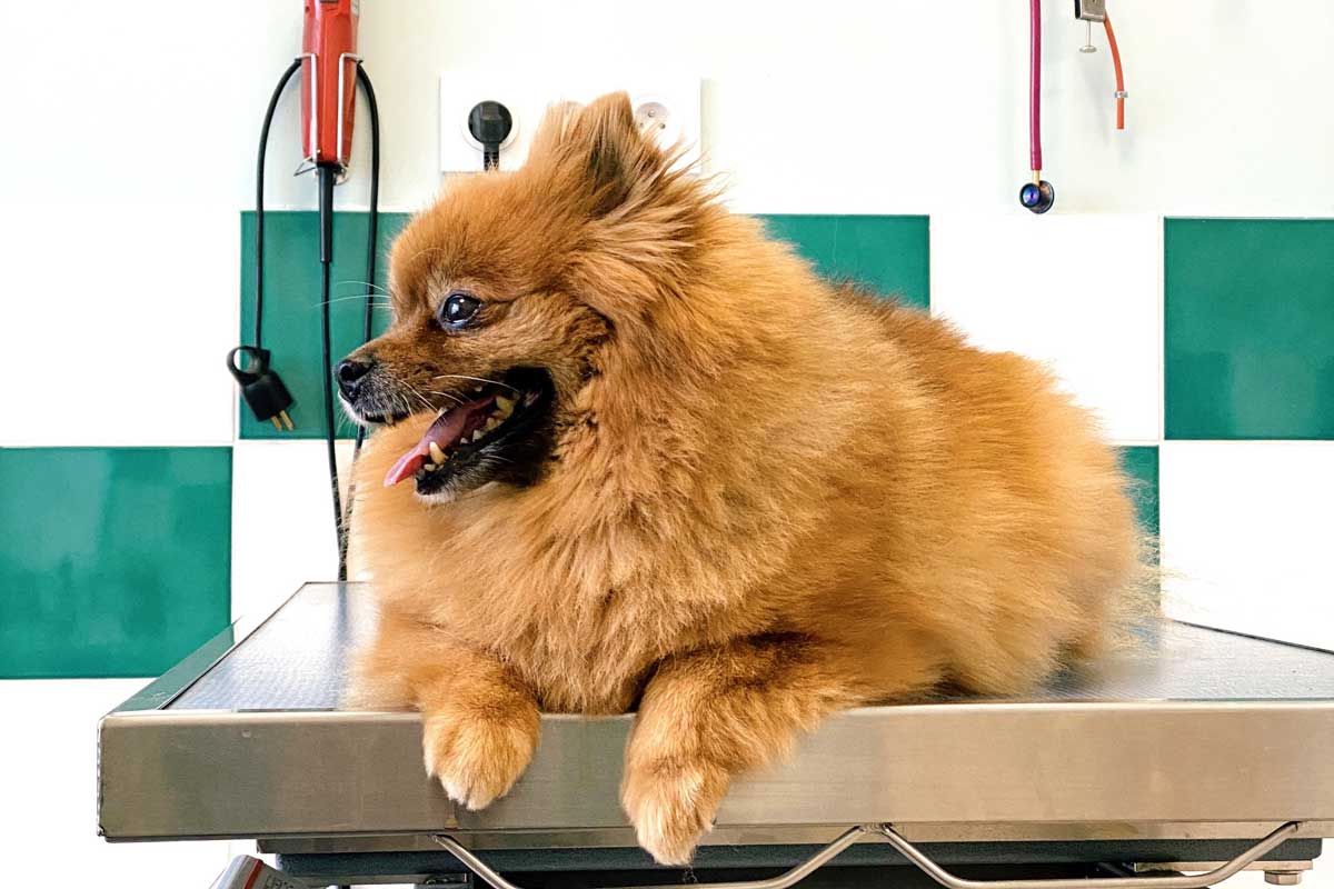Brown pomeranian lies on an exam table in veterinary clinic room with green and white checkerboard tiled wall