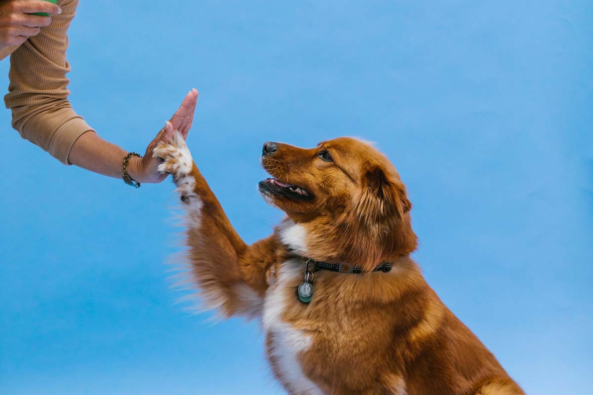 Sitting brown and white dog gives high-five to person wearing khaki-colored shirt
