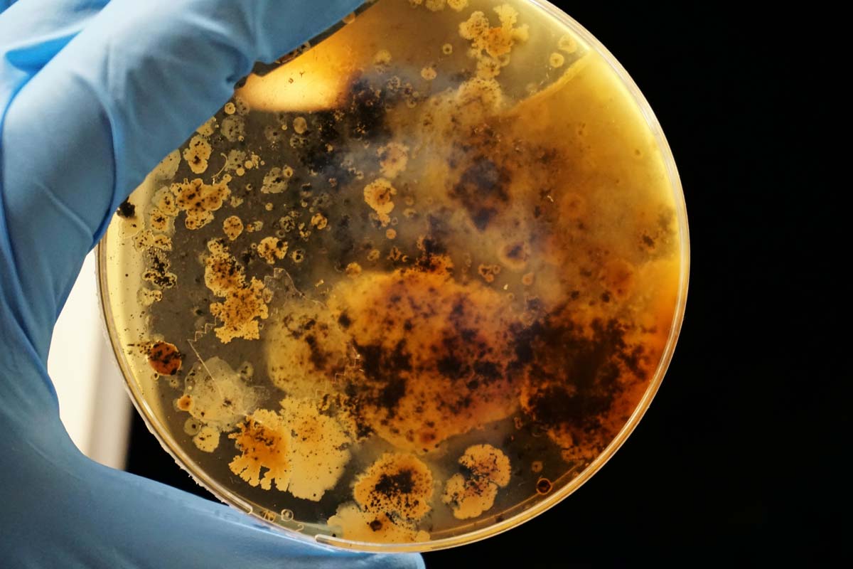 Blue Latex-gloved hand holding an agar plate of bacteria against dark background