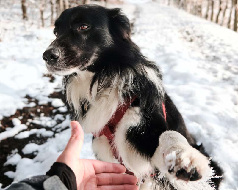 Black and White Border Collie sitting in snow reaches up paw to shake man's outstretched hand 