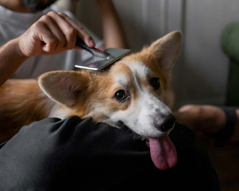 Man brushes fur on head of Corgi lying on his lap with tongue hanging out