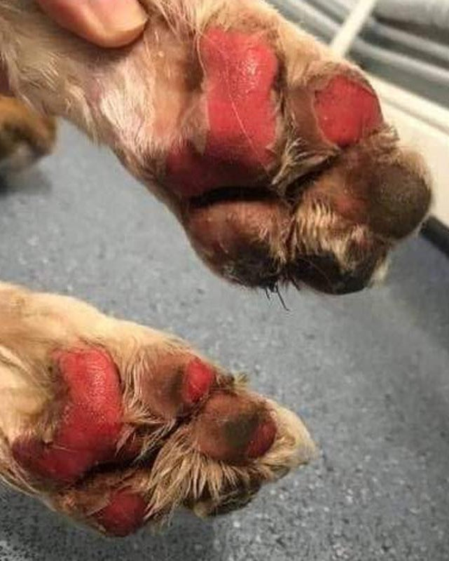 Front dog paws with burned, red, peeling pads