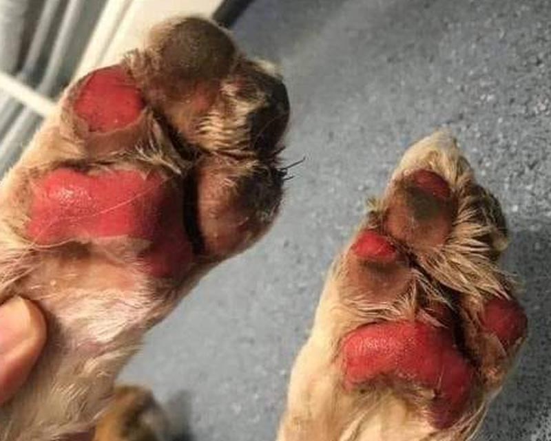 Front dog paws with burned, red, peeling pads