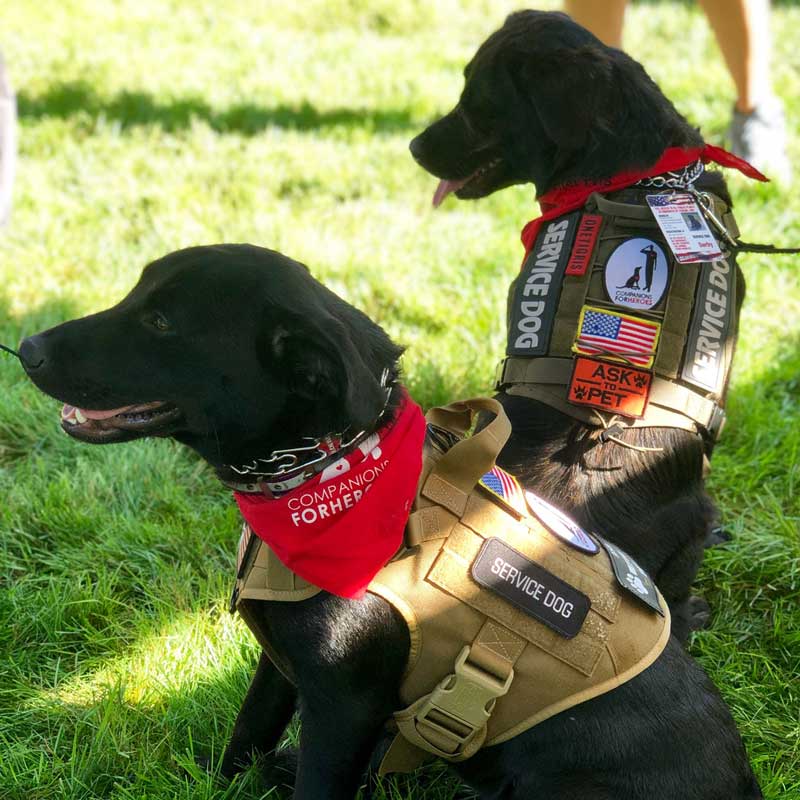 Two black Labrador Retriever service dogs sitting in grass wearing vests and red Companions for Heroes bandannas