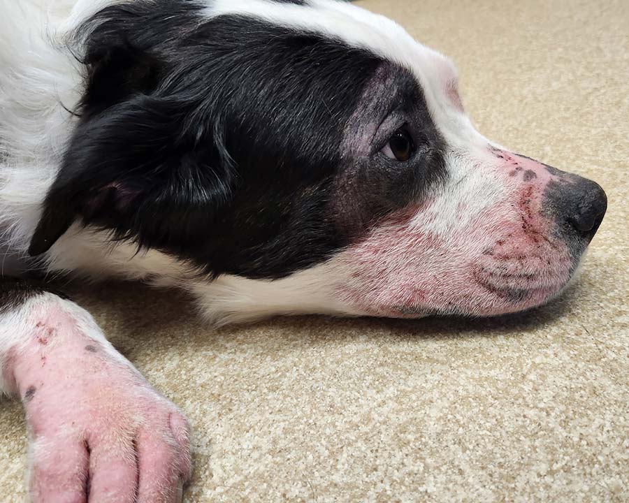Close-up of a black and white dog's face with missing fur and pink skin on face and feet due to skin allergies