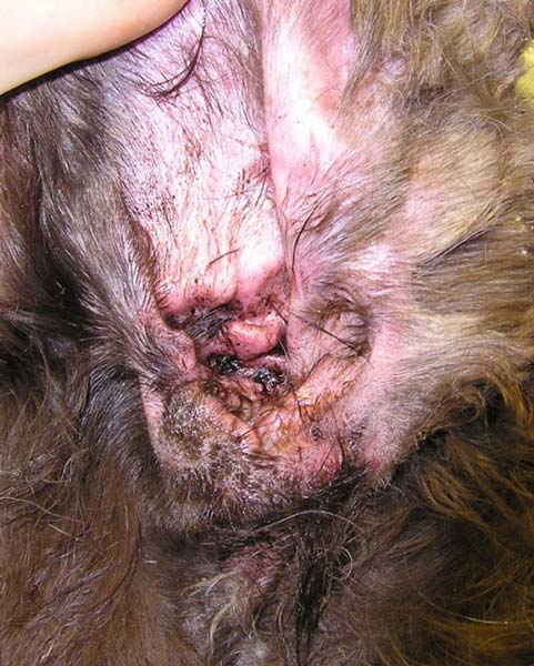 Fungal skin infection in dogs pictures hotsell