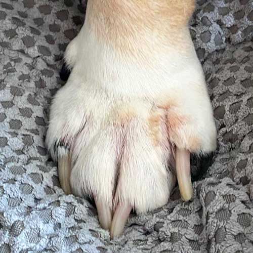 Healed bulldog paw after 2 weeks of treatment with Lavengel