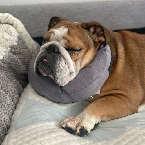 Sad English bulldog wearing a grey e-collar donut with infected left paw lying on white blanket