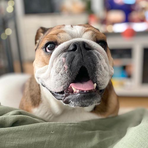 White and brown English bulldog "smiling" at camera with light green blanket in foreground
