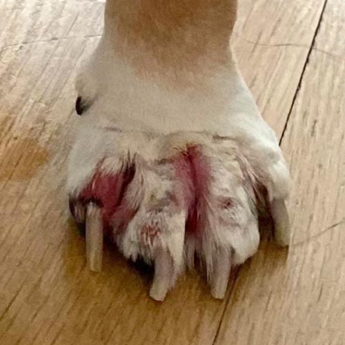 Closeup of bulldog paw with bacterial pyoderma infection and redness between toes