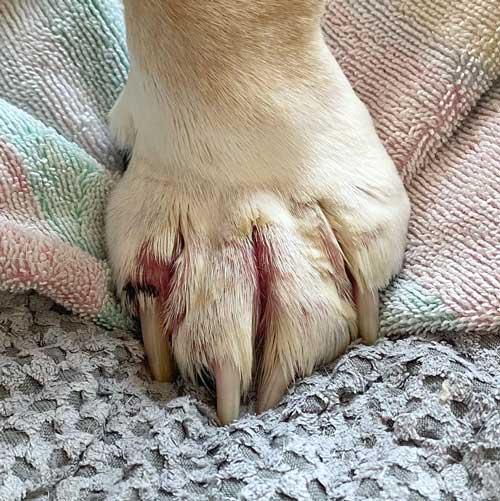 Closeup of dog paw with irritation, redness, and infection between toes