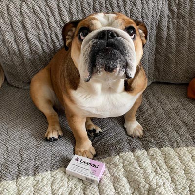 Brown and white English Bulldog sitting on blanket with box of Lavengel