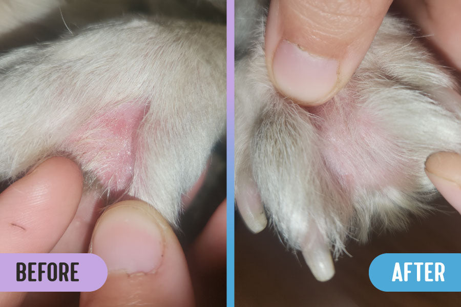 Before and after comparison of a yeast skin infection and hot spot with missing fur between a dog's toes, versus healed skin and regrown fur after treatment with RadiQuell Canine