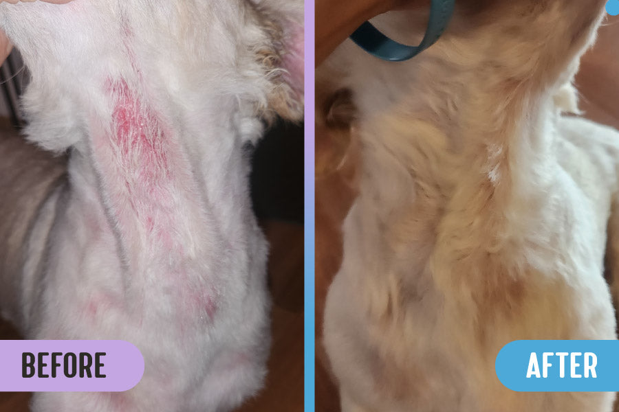 Before and after comparison of a yeast rash and hot spot on a dog's throat versus healed skin and regrown fur after treatment with RadiQuell Canine