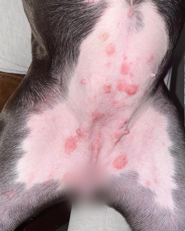 Contact dermatitis with allergic reaction displaying round, red lesions on female dog's belly and groin