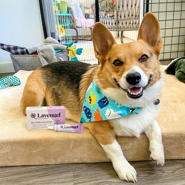 Pembroke Welsh Corgi wearing colorful bandanna lies on tan dog bed beside box and tube of Lavengel® Hot Spot Treatment Cream for Dogs