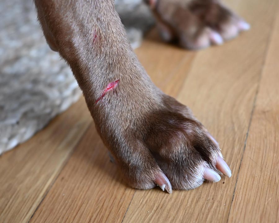 Cut wound on lower foreleg of brown dog