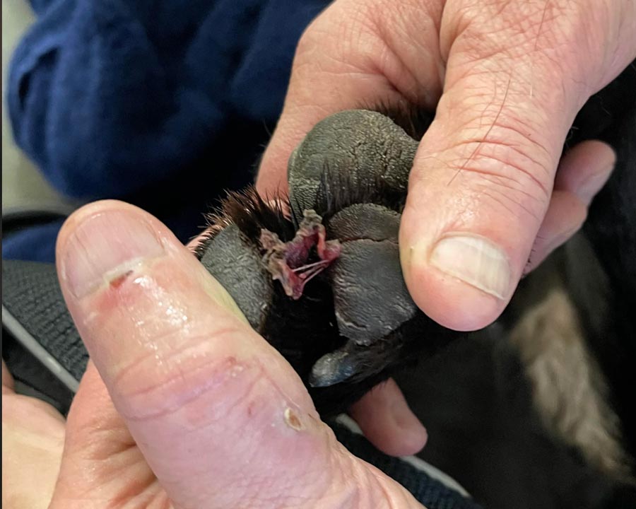 Puncture wound on dog paw between toes and pads