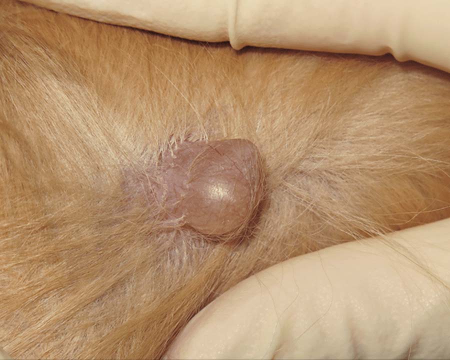 Cyst on dog with golden fur