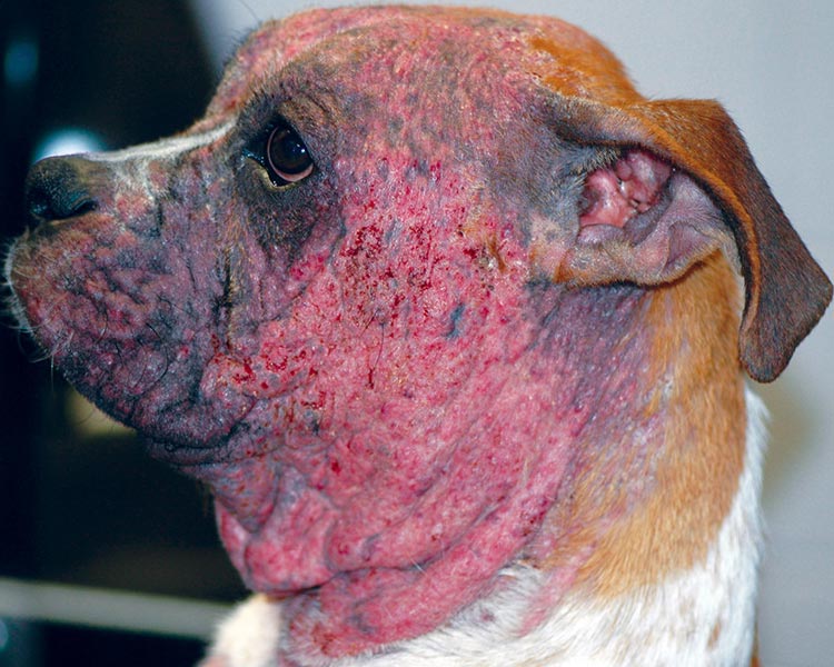 Dog with severe case of demodicosis, or demodectic mange, with red lesions, swelling, and blood on head, neck, and face