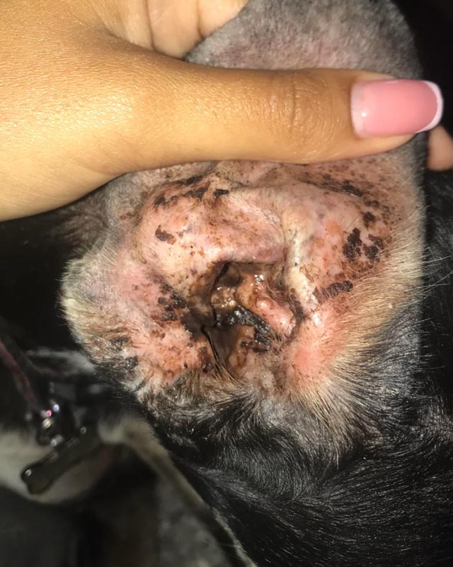 A close-up of a dog's ear with infection, showing severe skin irritation, redness, brown discharge, and dark crusty patches, with a human hand holding the ear open.