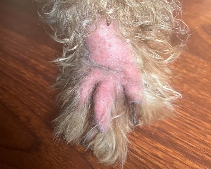 Dog paw with missing hair and redness due to licking and chewing at itch from skin allergies