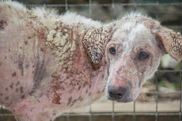 Dog in kennel with severe case of mange, fur loss, and scaly skin looks back towards camera